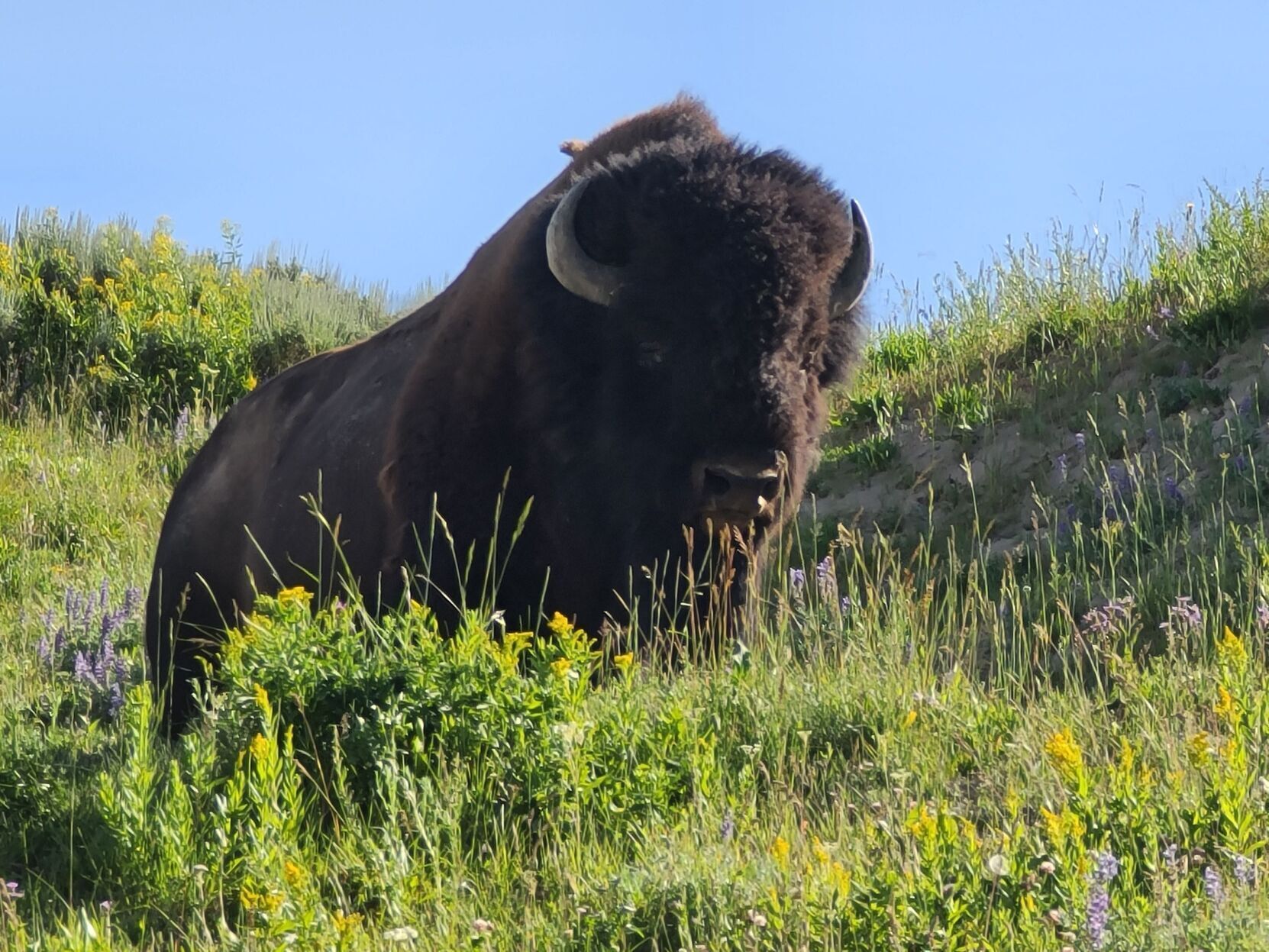 Bison in Yellowstone